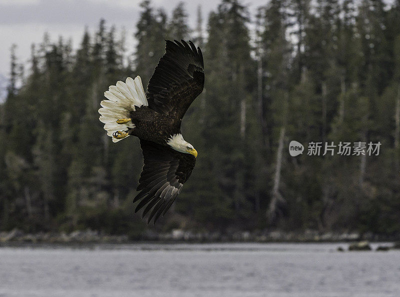 秃鹰(Haliaeetus leucocephalus，是一种食肉鸟，发现在阿拉斯加，以鲱鱼在水里。锡特卡的声音,阿拉斯加。